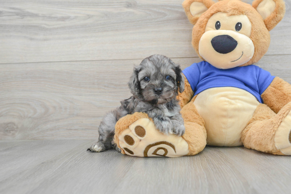 Best Cavapoo Baby