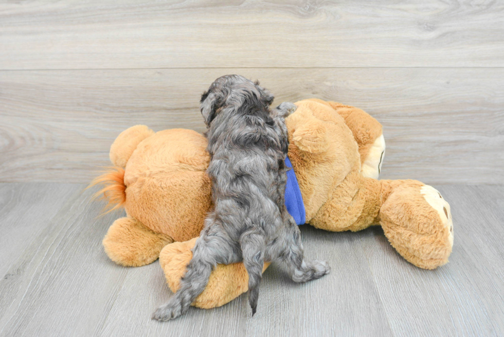 Fluffy Cavapoo Poodle Mix Pup