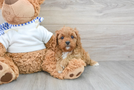 Petite Cavapoo Poodle Mix Pup