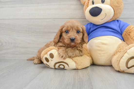 Cavapoo Puppy for Adoption