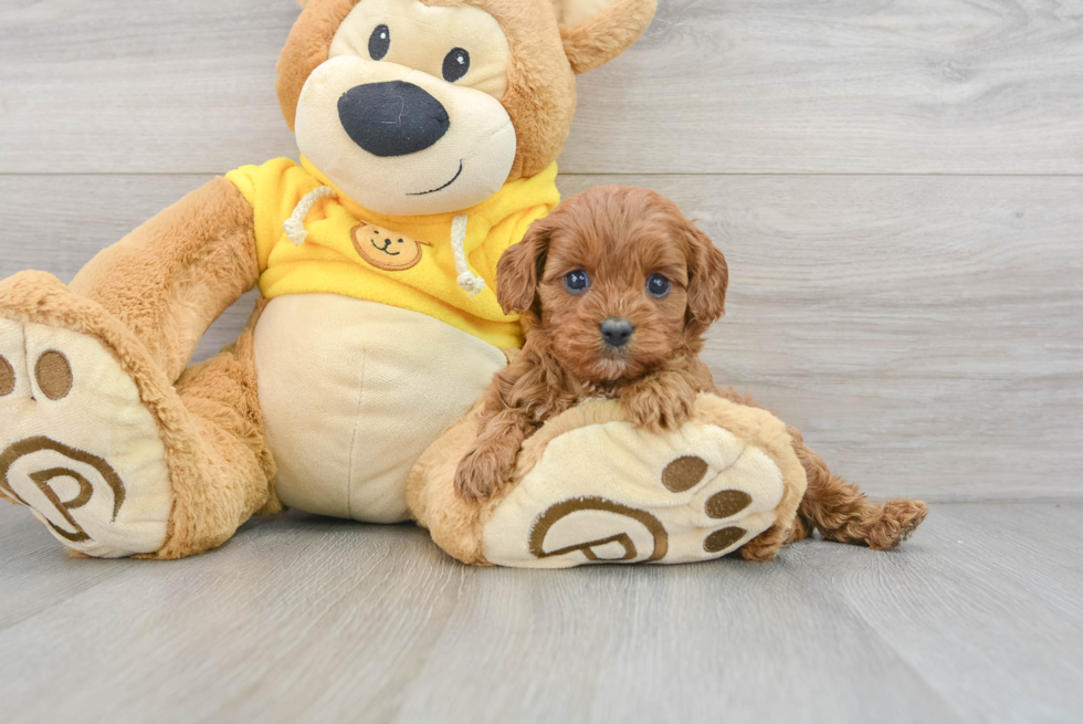 Cavapoo Puppy for Adoption