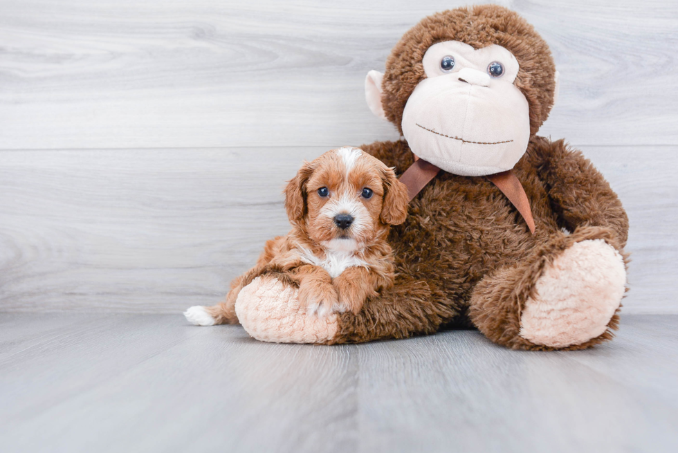 Petite Cavapoo Poodle Mix Pup