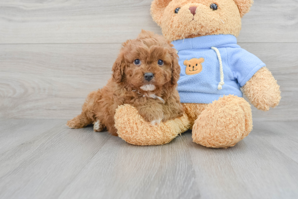 Cavapoo Pup Being Cute