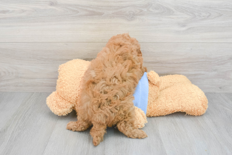 Popular Cavapoo Poodle Mix Pup