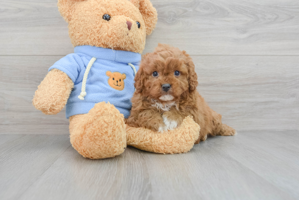 Best Cavapoo Baby