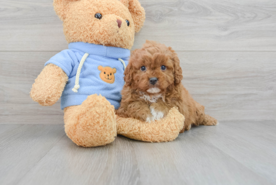 Best Cavapoo Baby