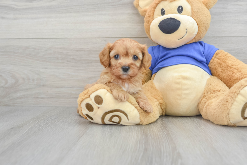 Best Cavapoo Baby