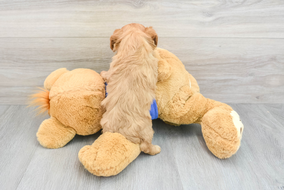 Funny Cavapoo Poodle Mix Pup