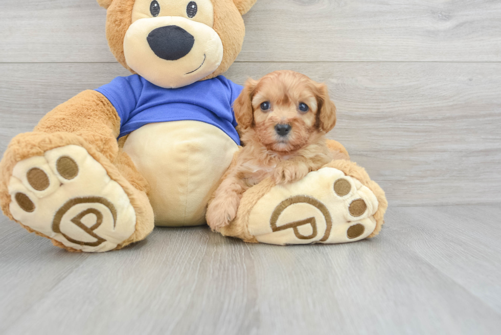 Adorable Cavoodle Poodle Mix Puppy