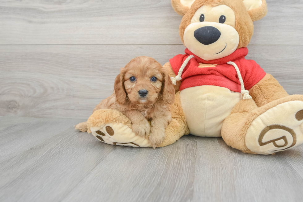 Cavapoo Puppy for Adoption