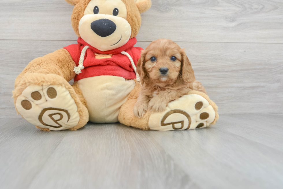 Small Cavapoo Baby