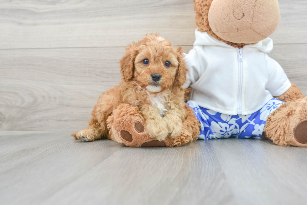 Smart Cavapoo Poodle Mix Pup