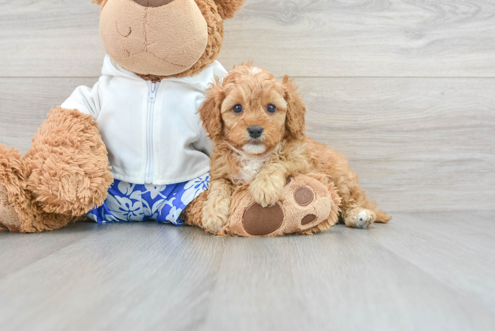 Cavapoo Puppy for Adoption