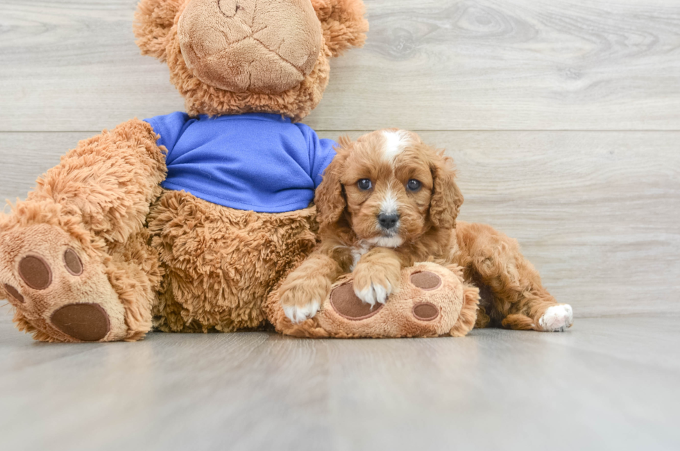 6 week old Cavapoo Puppy For Sale - Premier Pups