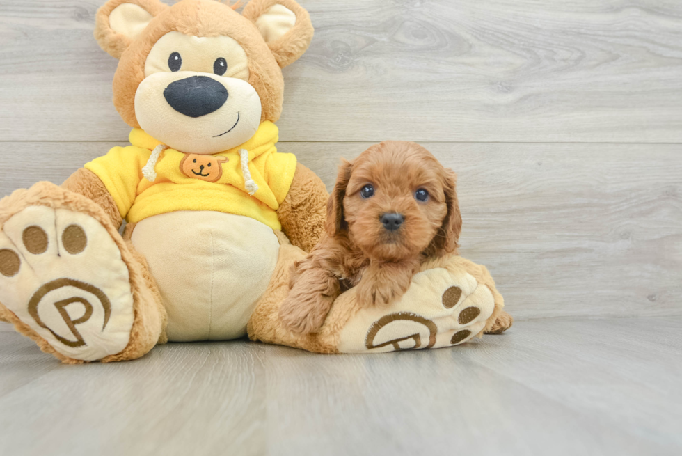 Petite Cavapoo Poodle Mix Pup