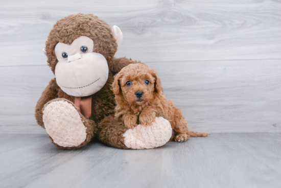 Fluffy Cavapoo Poodle Mix Pup