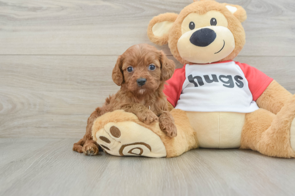 Smart Cavapoo Poodle Mix Pup