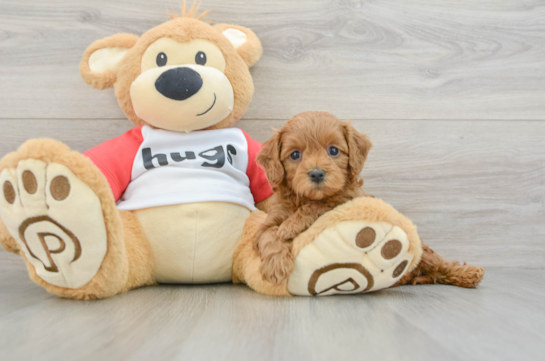 Cavapoo Pup Being Cute