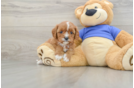 Playful Cavapoodle Poodle Mix Puppy