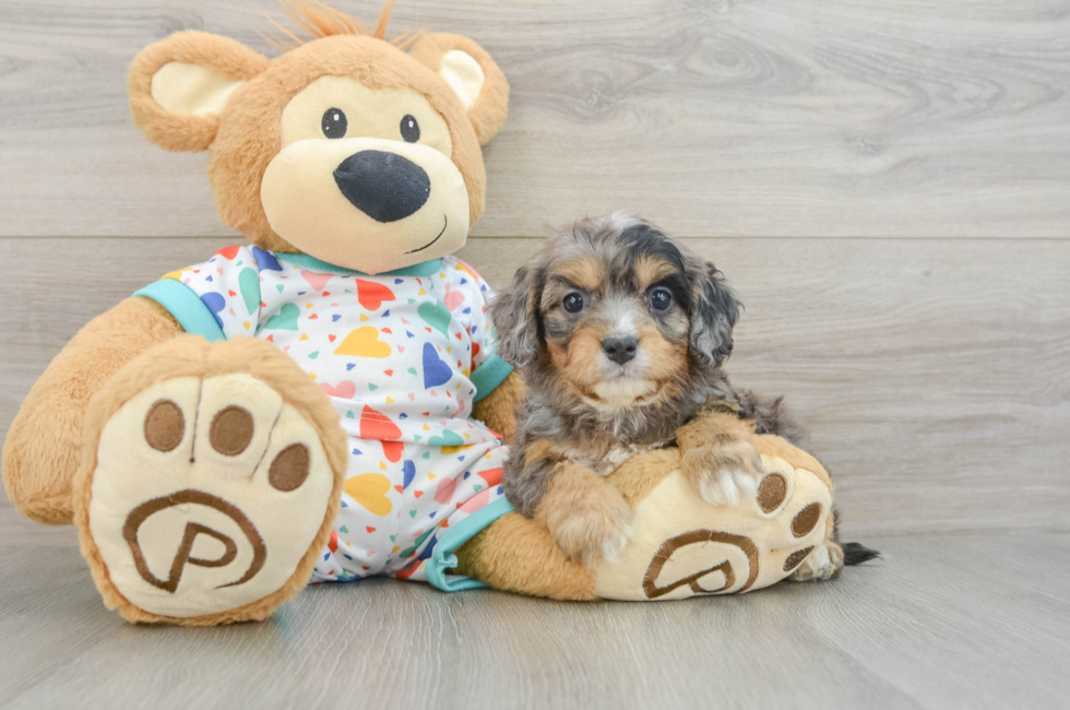 5 week old Cavapoo Puppy For Sale - Premier Pups