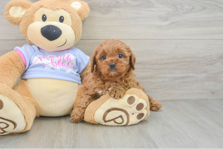 Best Cavapoo Baby