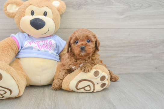 Best Cavapoo Baby