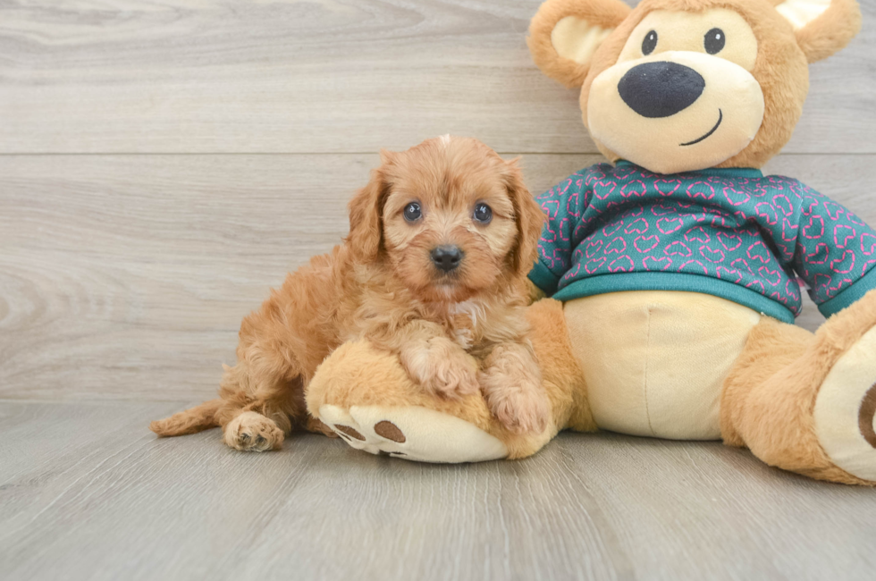 6 week old Cavapoo Puppy For Sale - Premier Pups