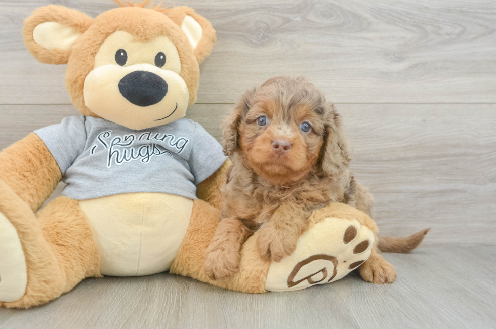 5 week old Cavapoo Puppy For Sale - Premier Pups