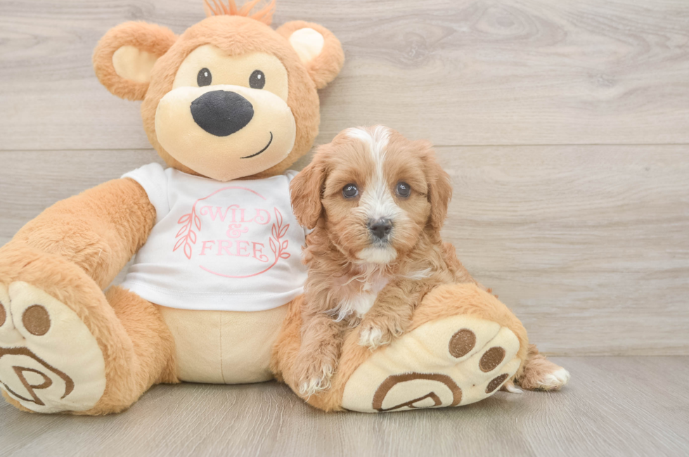 5 week old Cavapoo Puppy For Sale - Premier Pups