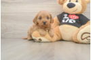 Cavapoo Pup Being Cute