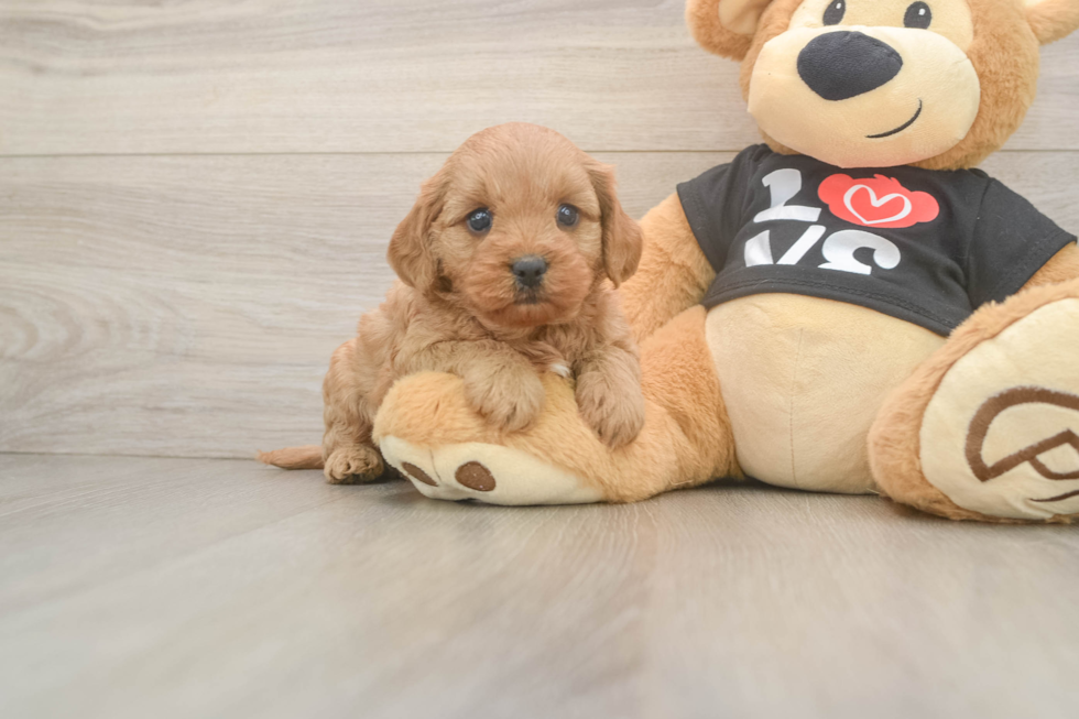 Cavapoo Pup Being Cute