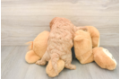 Best Cavapoo Baby