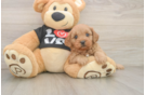 Petite Cavapoo Poodle Mix Pup