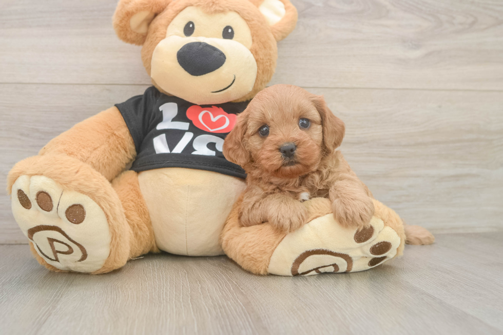 Petite Cavapoo Poodle Mix Pup