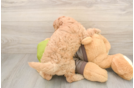 Cavapoo Puppy for Adoption