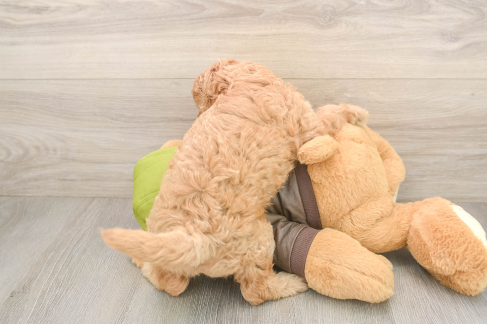 Cavapoo Puppy for Adoption