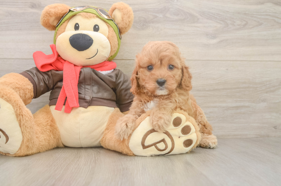 6 week old Cavapoo Puppy For Sale - Premier Pups