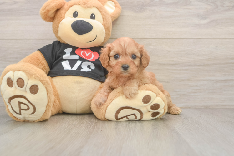 Cavapoo Puppy for Adoption