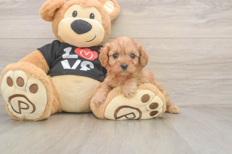 5 week old Cavapoo Puppy For Sale - Premier Pups