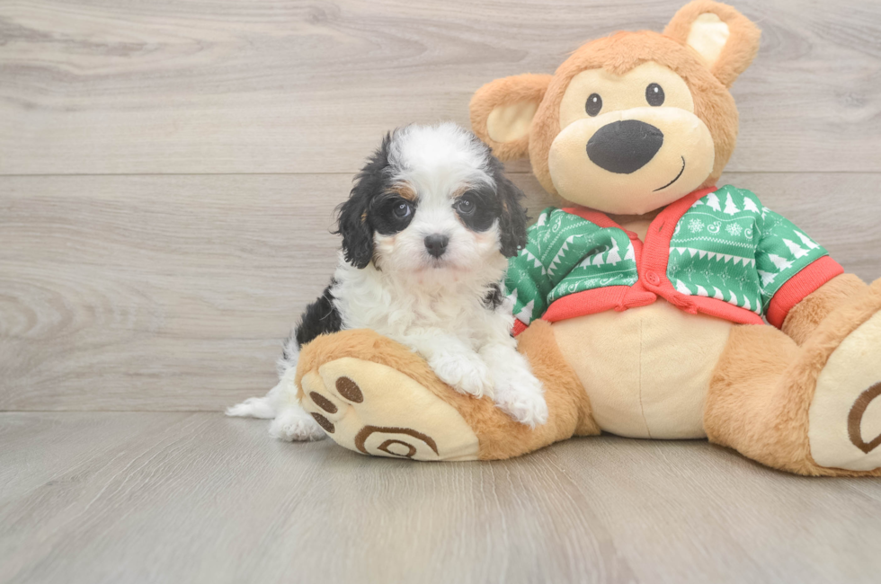 5 week old Cavapoo Puppy For Sale - Premier Pups