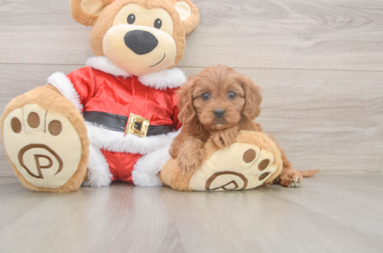 Cavapoo Pup Being Cute