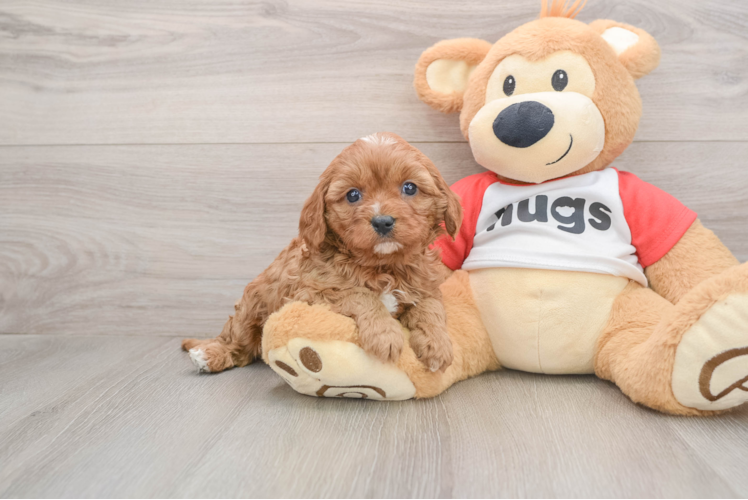 Friendly Cavapoo Baby