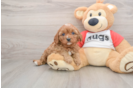 Friendly Cavapoo Baby