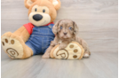 Popular Cavapoo Poodle Mix Pup