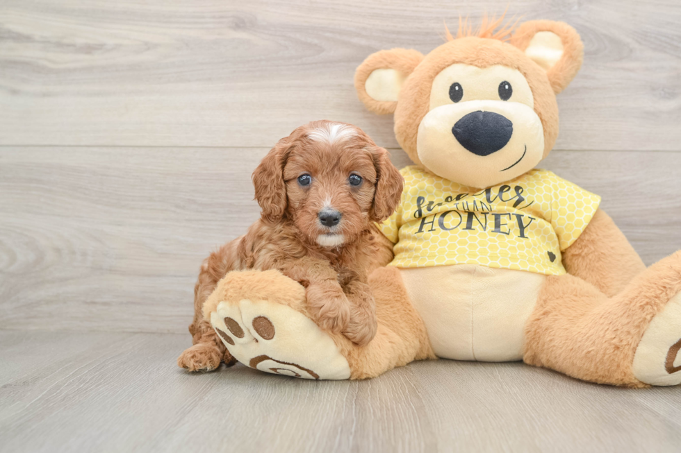 Cavapoo Puppy for Adoption