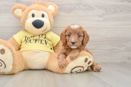 Popular Cavapoo Poodle Mix Pup