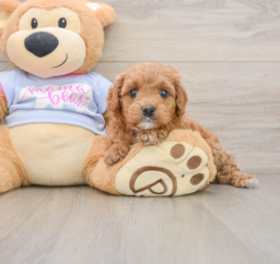 7 week old Cavapoo Puppy For Sale - Premier Pups