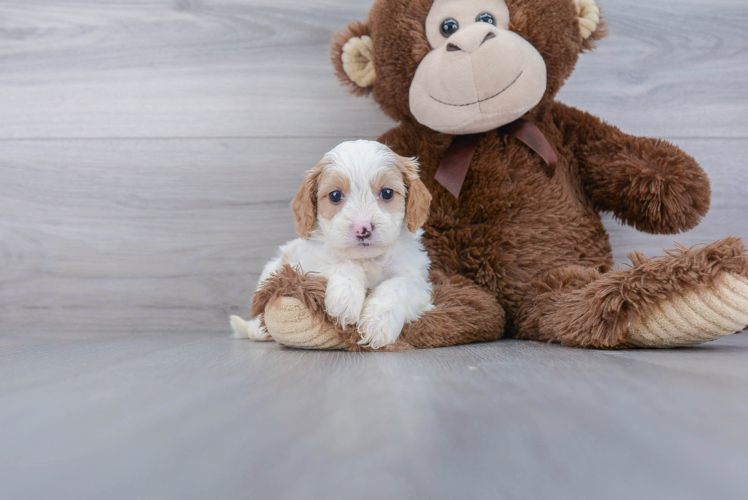 Energetic Cavoodle Poodle Mix Puppy