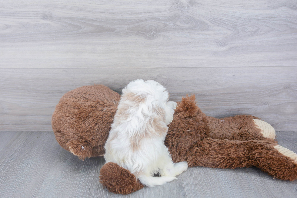 Cavapoo Pup Being Cute