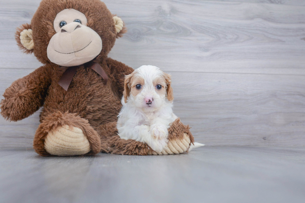 Sweet Cavapoo Baby